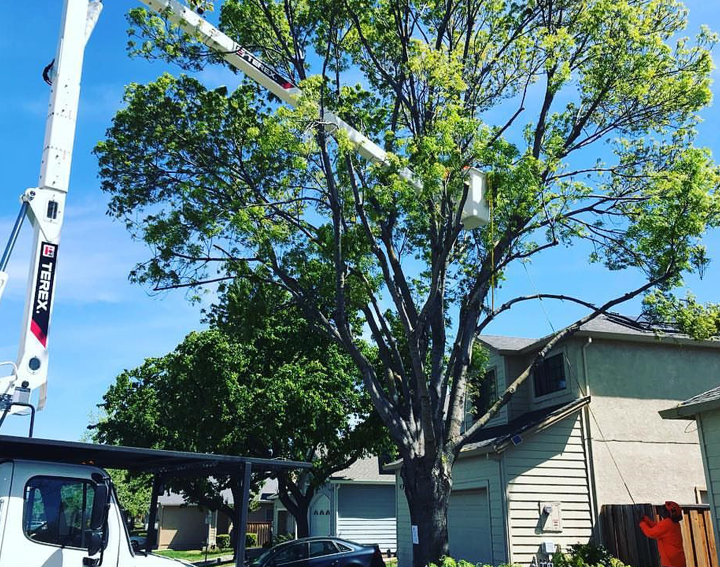 The Advantages Of Hiring A Professional Tree Trimming Service