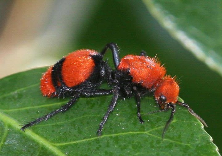 Different Types Of Pests That May Give You Painful Stings in Rockwall