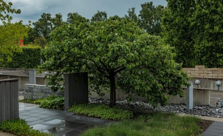 How Landscape Design and Tree Health Create Beautiful and Sustainable Outdoor Spaces