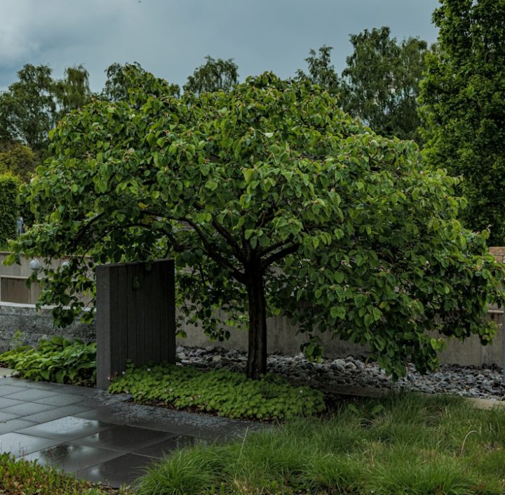 How Landscape Design and Tree Health Create Beautiful and Sustainable Outdoor Spaces