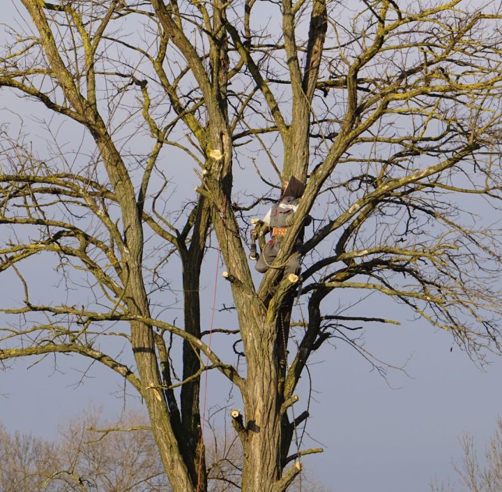 Tree Maintenance Insights: Important Questions About Safe Removal and Professional Trimming