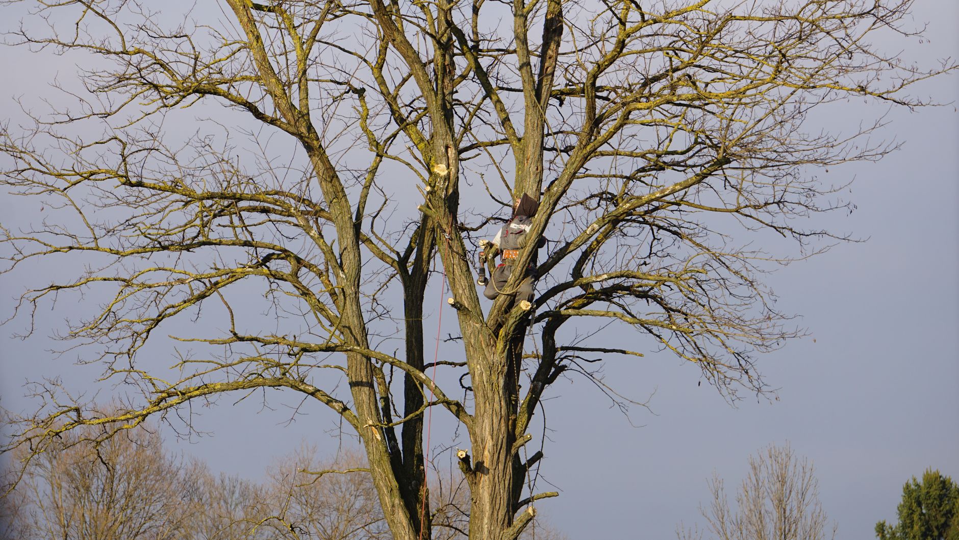 A tree trimmer working on a tall, leafless tree, showcasing pruning techniques.