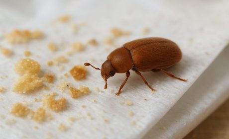Effective Cigarette Beetle Removal for Food Storage Areas