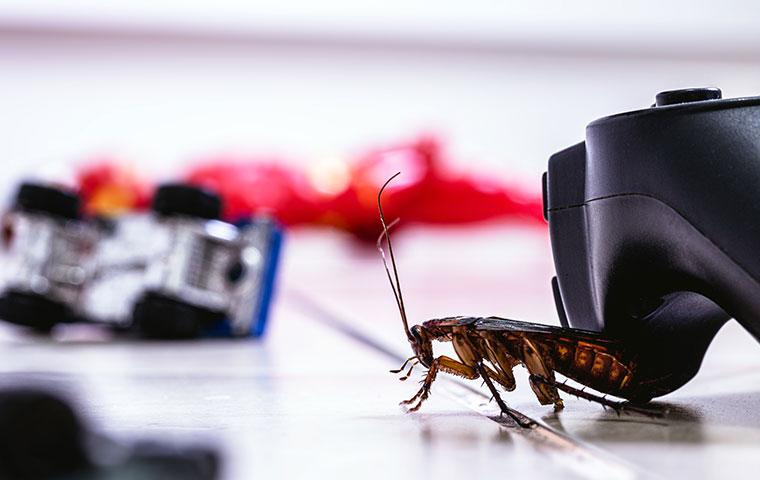 How To Get Rid Of Cockroaches In Los Angeles Homes