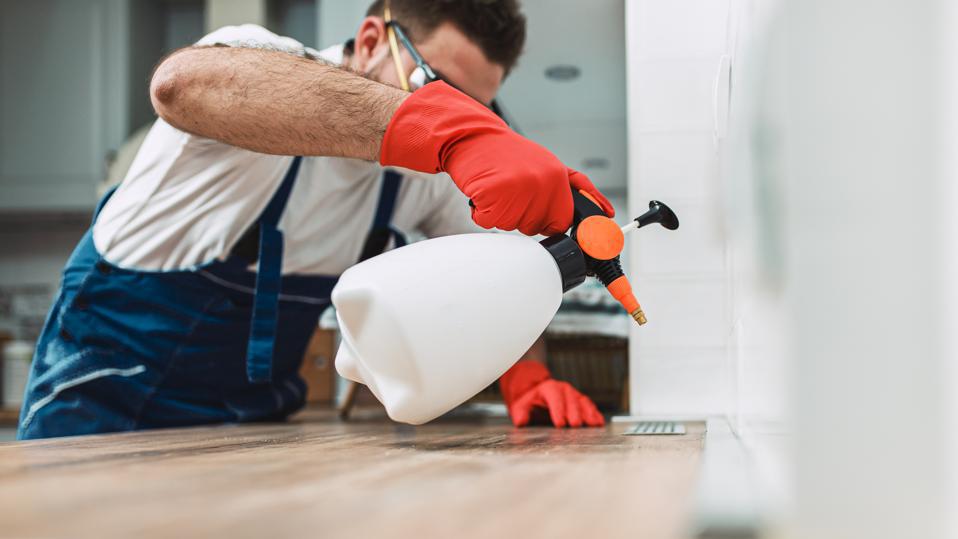 Safe and Effective Pest Control: Keeping Your Home Pest-Free