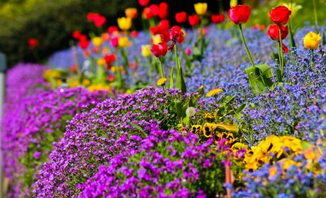 Garden UK: Practical Gardening Insights, Seasonal Trends and Smart Growing Habits
