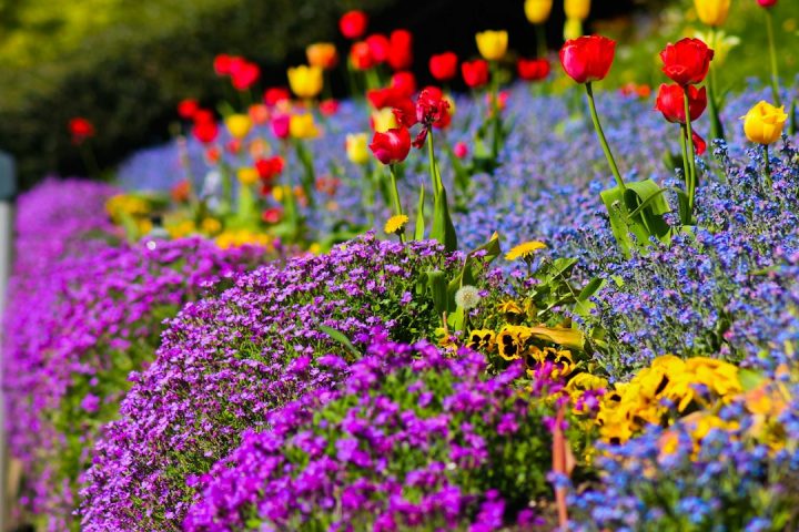 Garden UK: Practical Gardening Insights, Seasonal Trends and Smart Growing Habits