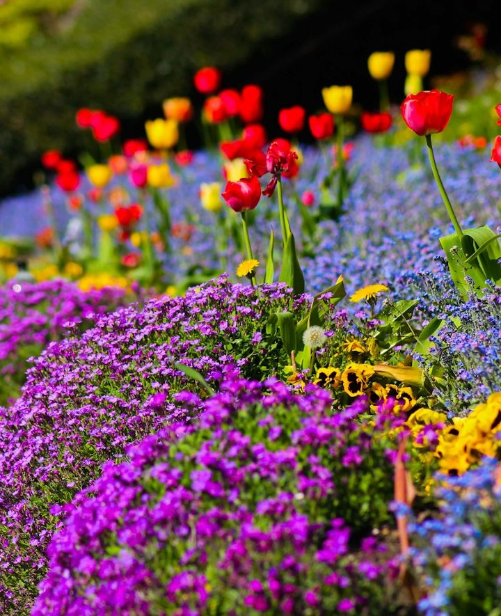 Garden UK: Practical Gardening Insights, Seasonal Trends and Smart Growing Habits