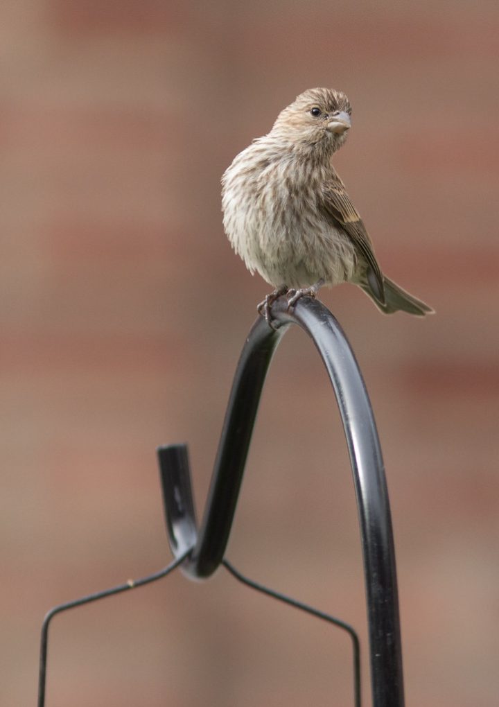 Watch Backyard Birds: Easy Tips for Enjoying Nature Indoors