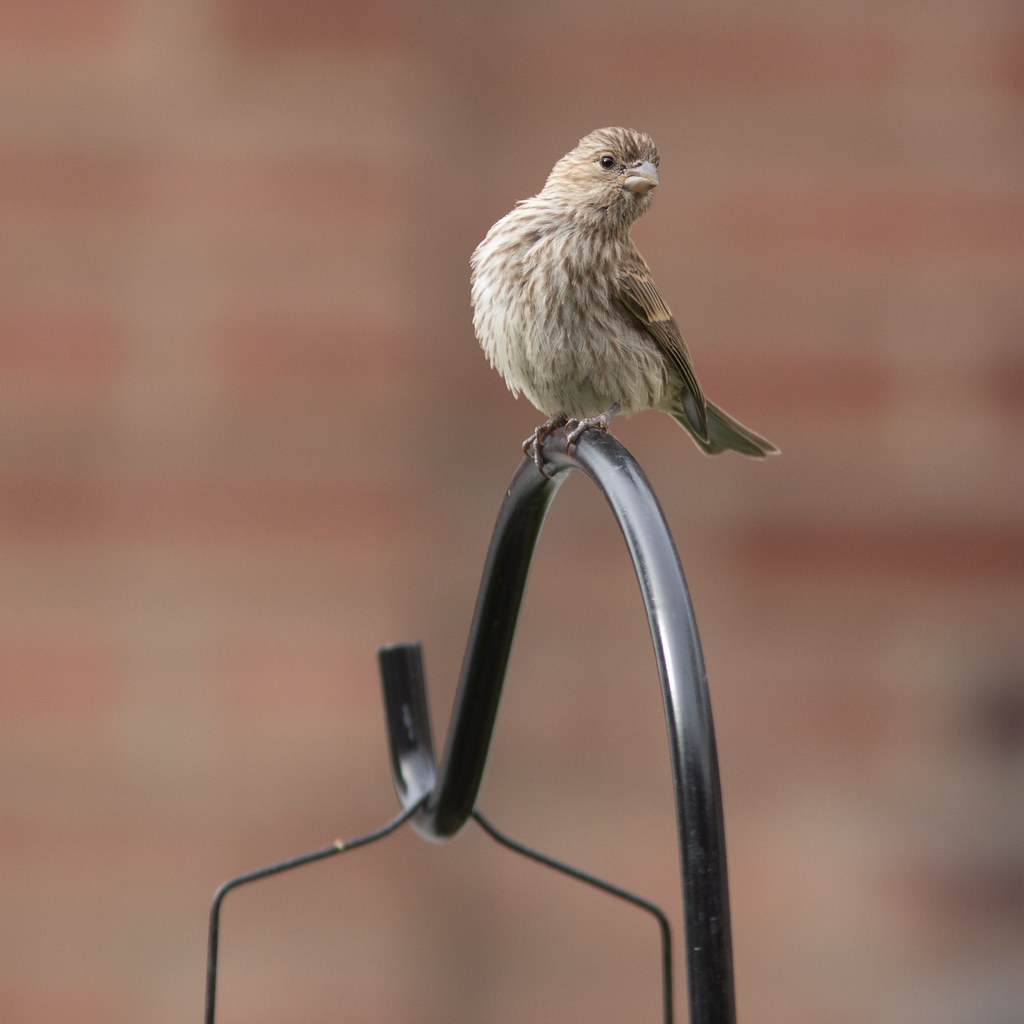 watch backyard birds
